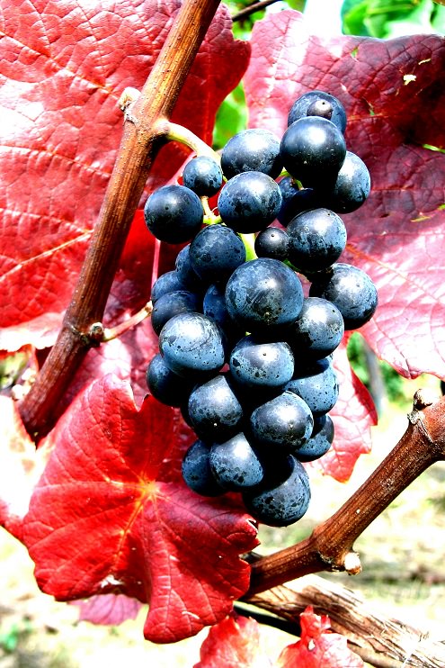 Rotwein Trauben